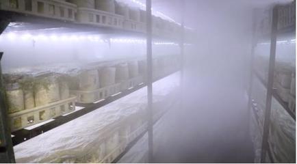 她是人間仙境里的“菇”娘，一條腿闖進了濟南——溫濕度控制器